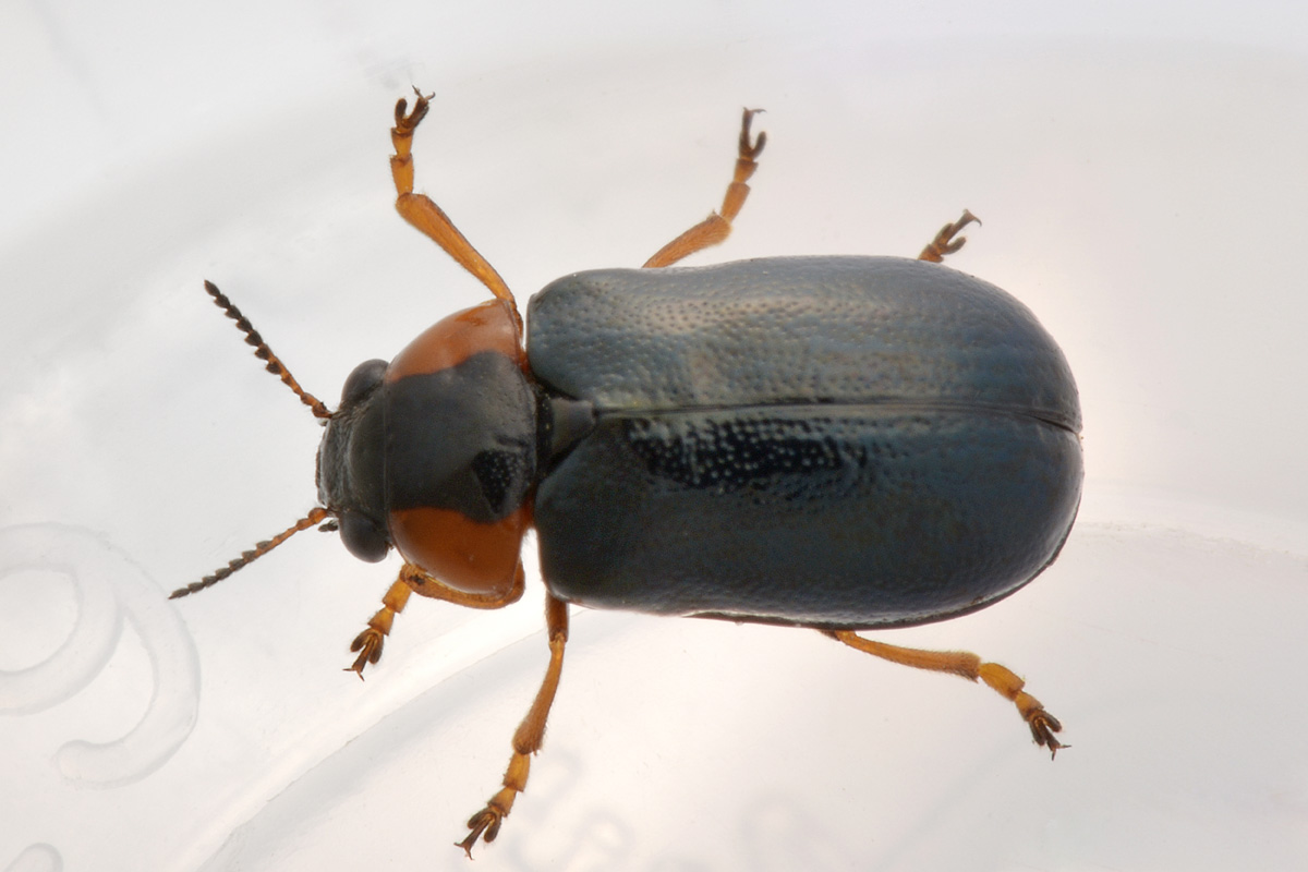 Smaragdina aurita, Chrysomelidae